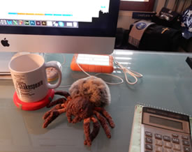 The furry stuffed spider doll sits on a glass desktop next to an Apple iMac and between a Shakespeare Canon mug, a calculator, and a hard drive, with memorabilia of Chaplain Minton in the background